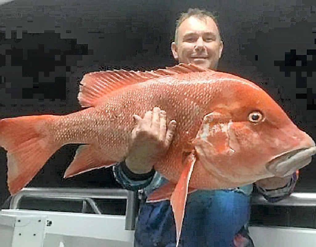 John Pike, from Tura Charters, shows off an excellent Swain Reefs 14.6kg red from this week’s trip. John Pike, from Tura Charters, shows off an excellent Swain Reefs 14.6kg red from this week’s trip.